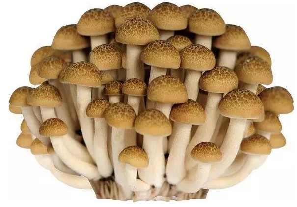 圖片關鍵詞 http://m.englishchat.com.cn/ewebeditor/uploadfile/20170914091421667001.png