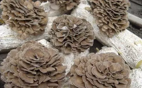 圖片關鍵詞 http://m.englishchat.com.cn/ewebeditor/uploadfile/20170914091445139001.png